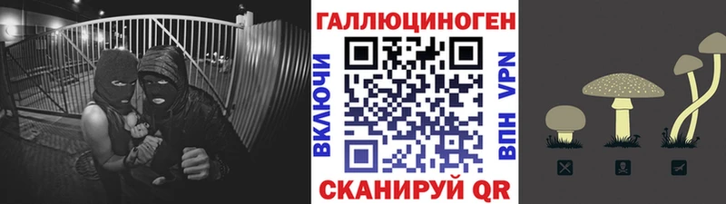 Купить где  Тында  Псилоцибиновые грибы Psilocybine cubensis 